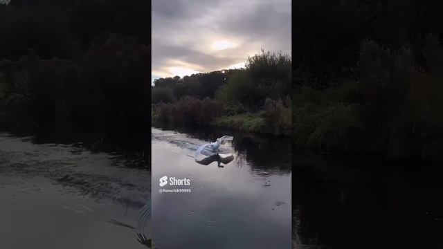 Белый лебедь.#лебедь #природа #дикаяприрода #птицы #чёрный лебедь #shorts #shortsvideo #short#reels