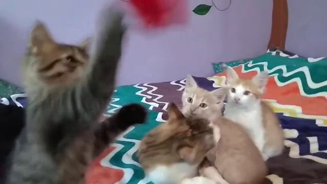 Шок! Котята роздирають мишку під жорсткий метал =)