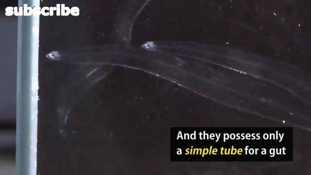 TRANSPARENT FISHLEPTOCEPHALUS