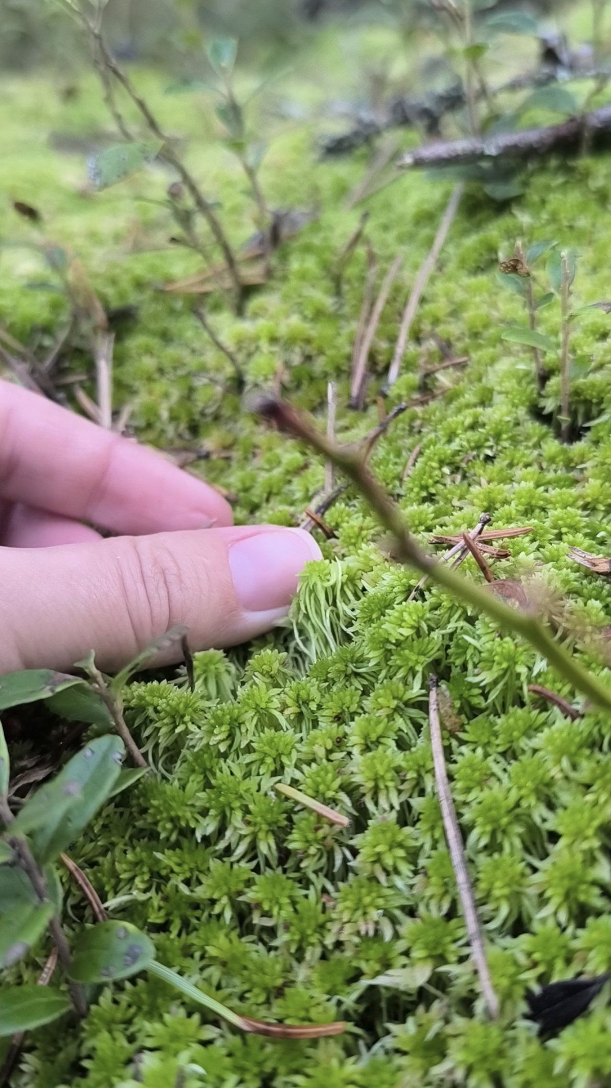 Какой на ощупь мох сфагнум? / Sphagnum thrives on muskeg / 泥炭藓属