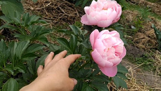 Пион Big pink Seedling. Биг Пинк сидлинг.
