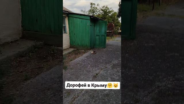 Домашний кот в Крыму 😄
