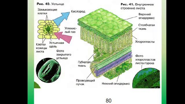 Урок биологии 6 класс. Лист внешнее и внутреннее строение.