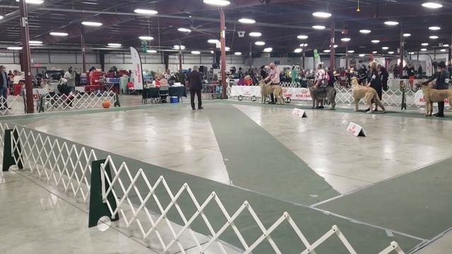 Trillium Dog Show Sun.Oct 31/2021 Irish Wolfhounds Judge Edgar Bajona