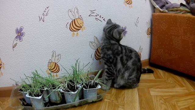 Шоооок!!Покупал 🐈 котенка а вырос ТЕЛЕНОК!!!