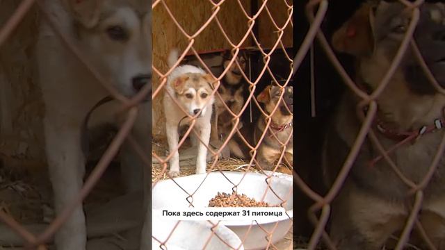 Безнадзорные животные в Углегорском районе обрели дом, там открыли приют для собак и кошек  #сахалин
