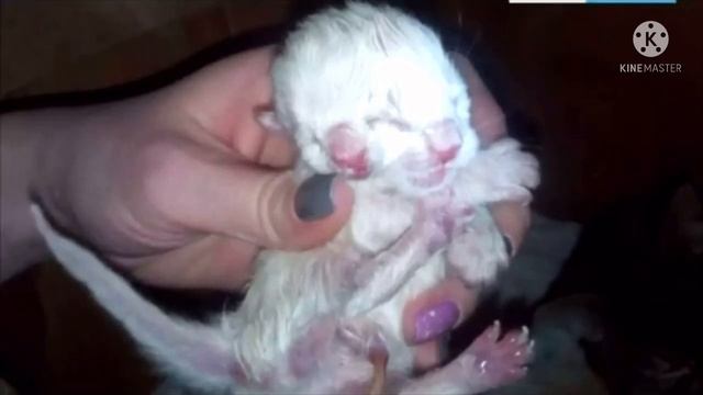 Кошка родила котят но одного отказалась кормить. Хозяйка рассмотрела малыша и завизжала от ужаса