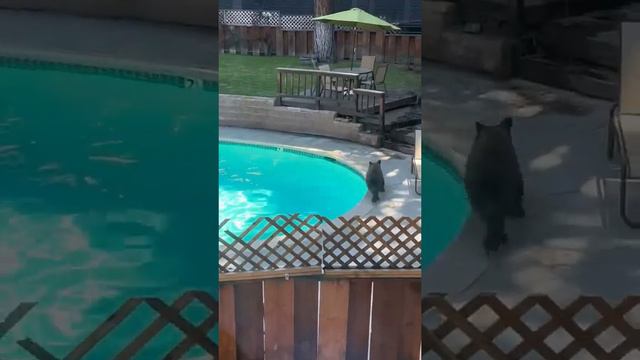 A Bear Takes a Dip in the Pool   ViralHog