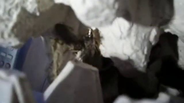 Nauphoeta cinerea (Мраморный таракан)
