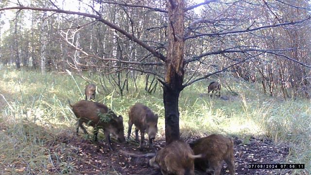 Дикий кабан на фотоловушке.