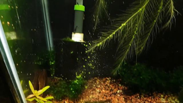 Increasing Baby Shrimp Survival Rates