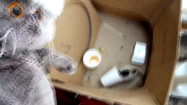 Кот басик поймал мышку?