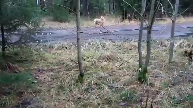 И маму развлекает ... и посмотреть будет шо... Савел Адамян, Смотрю видео, делаю обзоры
