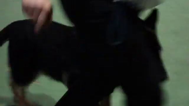 MOV03104.AVI Карат