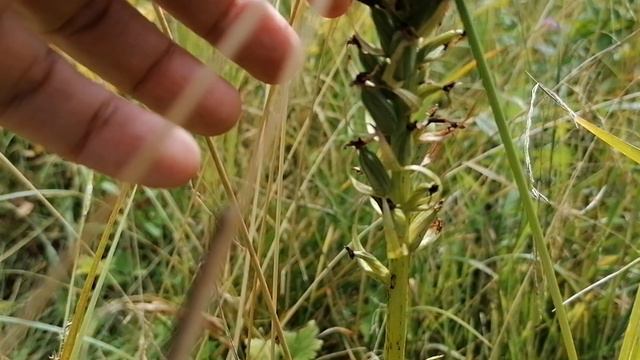 Схеноплектус озёрный ( Schoenoplēctus lacūstris)  или Меч трава - трубчатая злаковая травка 2024
