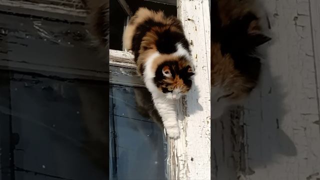 Кошка выскочила на улицу через окно.