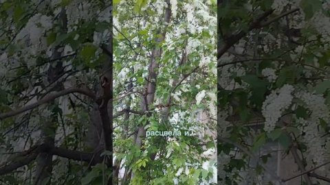 черёмуха душистая #черемуха #дерево#весна #cherry #tree#spring#AmiDami19 #АмиДами19 #shorts #short