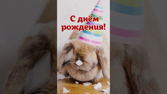 Смешное видео с днем рождения женщине | SunPikRu