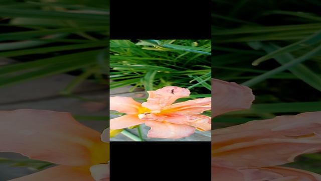Сериал цветут на даче красивые цветы в саду на клумбе за городом на природе в Подмосковье. серия 21