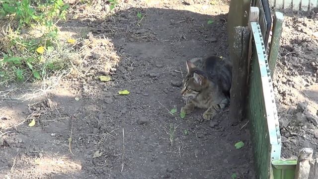 Коты-ловцы мышей