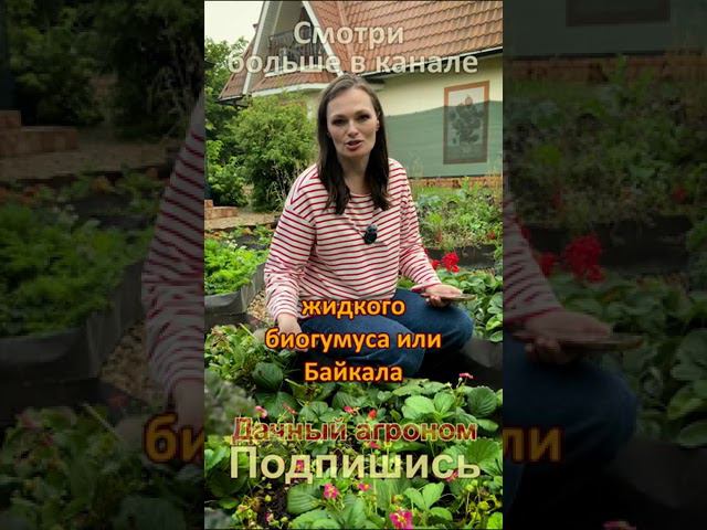 3 секрета урожайной клубники от эксперта