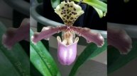 British Orchid Council