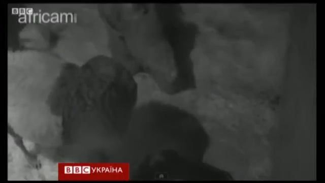 Овца "усыновила" детеныша носорога