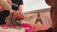 Птенцы выкормыши 25 и 27 дн клюют сами. Чем кормить выкормышей. РАЗВЕДЕНИЕ КОРЕЛЛ 3-й сезон