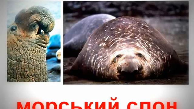 Тварини морські ссавці