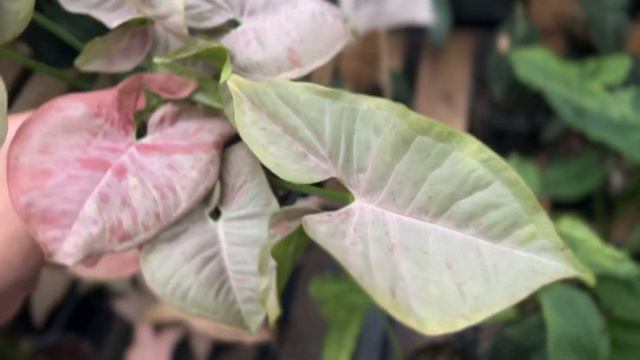 RARE Plant! Syngonium Pink Spot! Denver Plant People! Checkout @LivingDecorStore Plants Cactus