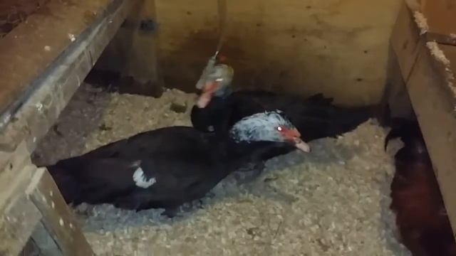 Обновление крови мускусных уток.