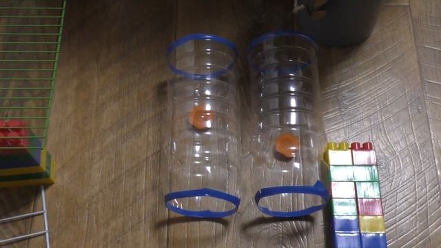 Выгул крыс в домашних условиях