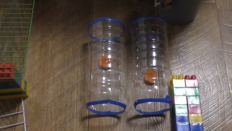 Выгул крыс в домашних условиях