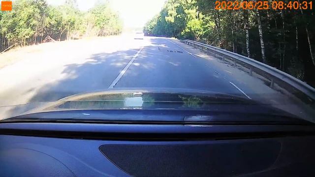 Утка с утятами экстремально переходят дорогу Russian duck and ducklings extremely cross the road