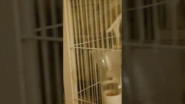 Когда птички готовятся спать.