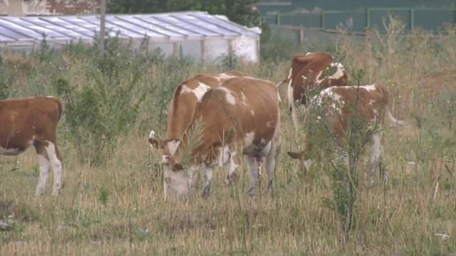 Сын фермера из Богучарского района пойдёт под суд за продажу заражённого сибирской язвой мяса