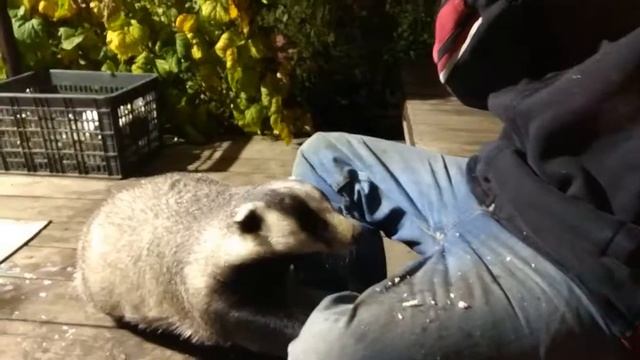 Жизнь Дачная. Барсук ест грибной суп 2