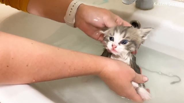 First bath for kitten Johnny and its loud meow