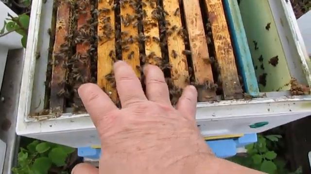 работа с пчелами в мае - ставлю второй корпус при расширении , в каждый корпус ставлю по 8 рамок