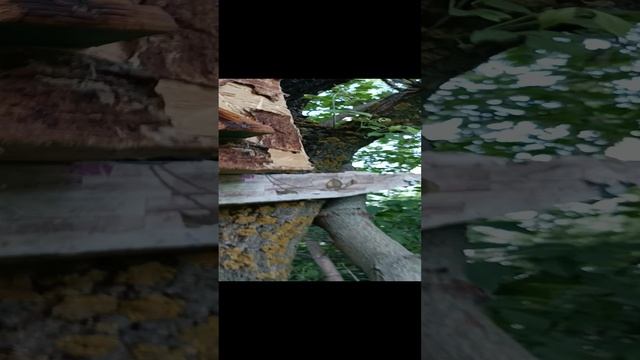 первый халявный рой