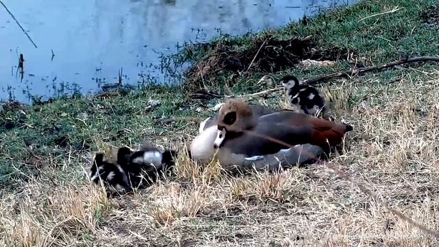 WildLife Гусята нашли самое теплое место в Южной Африке. Холодная весна в Kwa Maritane