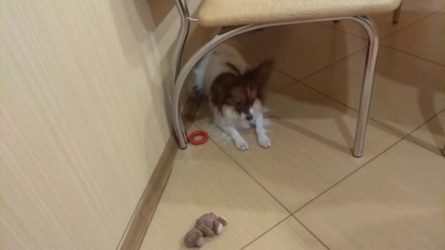 Как Люси не любит одеваться