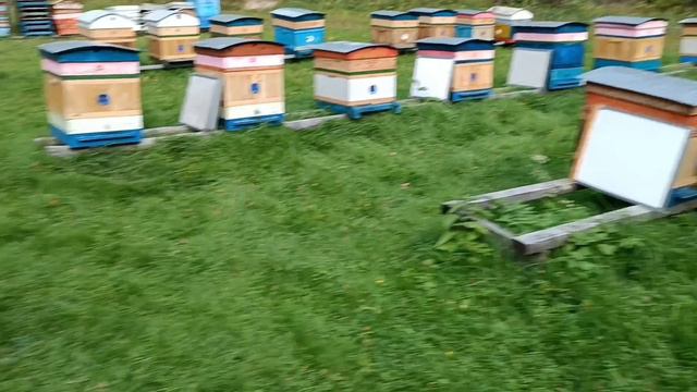 Обработка от клеща.