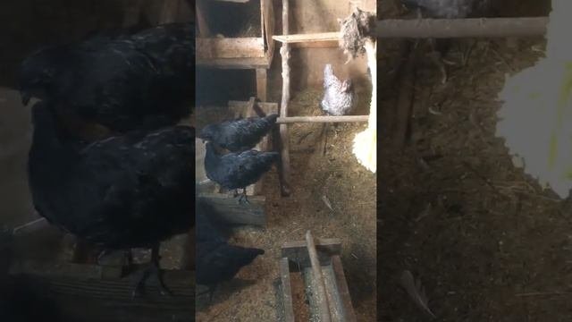 ? Ухейилюй ?Китайские куры ? Мои новые жильцы !! Черные глаза перья гребень и борода мясо кости