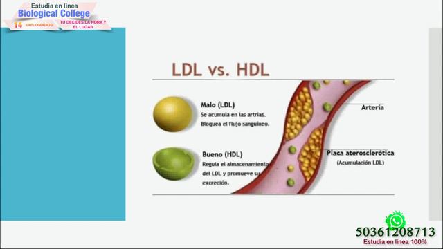 49) Tema: Examenes de Laboratorio No. 2 (Perfil de Hierro y Perfil Lipídico). Dip de Anatomia Human