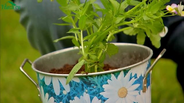 ? Как создать контейнерный сад - 7 дач