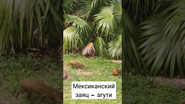 симпатичные агути.??