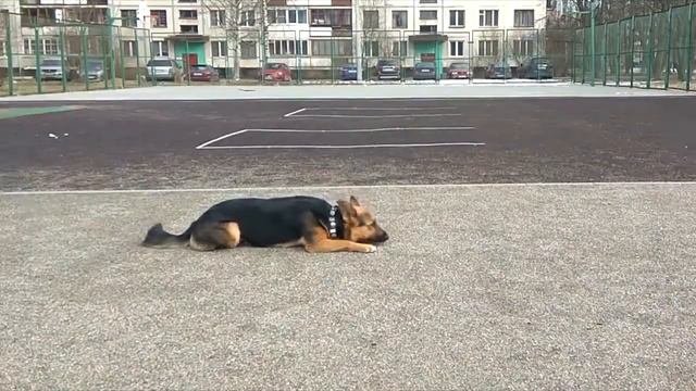 DOG MEP~BEST SONG EVER~SIX DOGs~Dog Tricks~