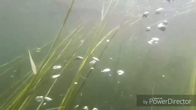 Подводная охота Хакасии!Зазевавшийся сазан.