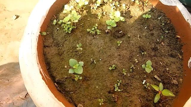 How to grow Petunias and Anteniums in pots by seeds..☺☺